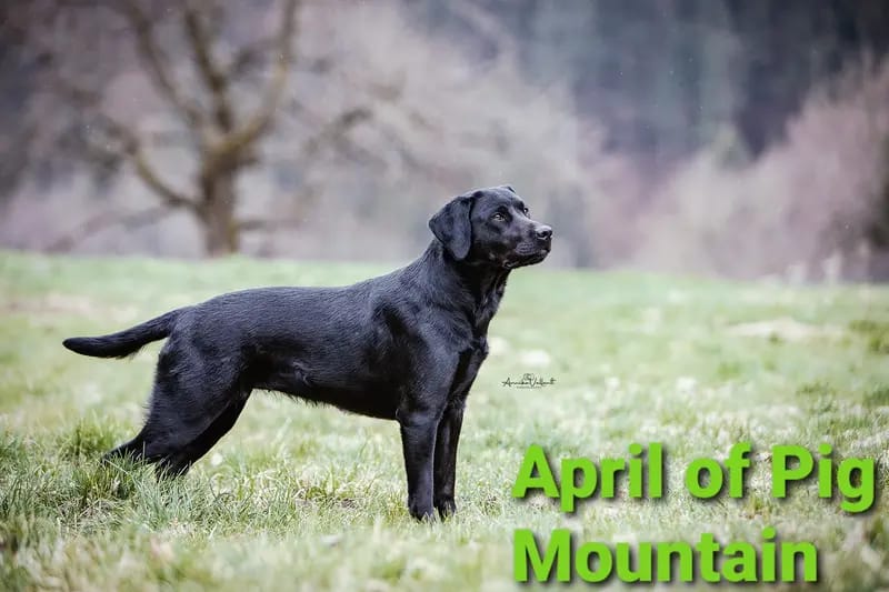 April of Pig Mountain gallery image 2