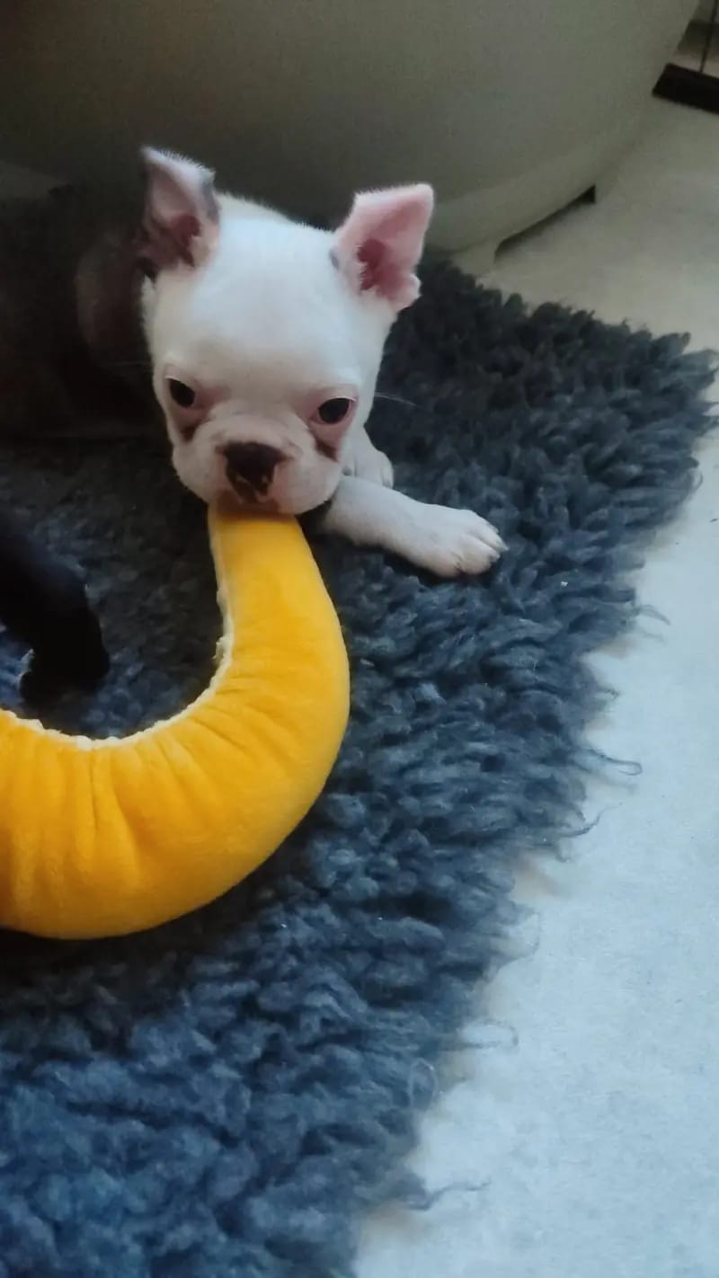 Ash – Boston Terrier Welpe – Bild 2