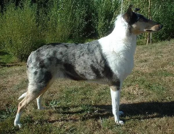 Collie (korthår) – hunderace