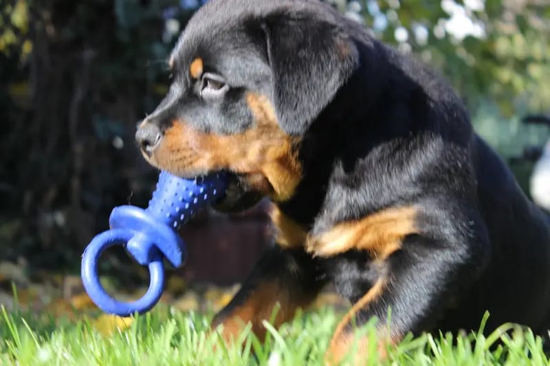 Rottweiler von der Strahlenburg gallery image 2