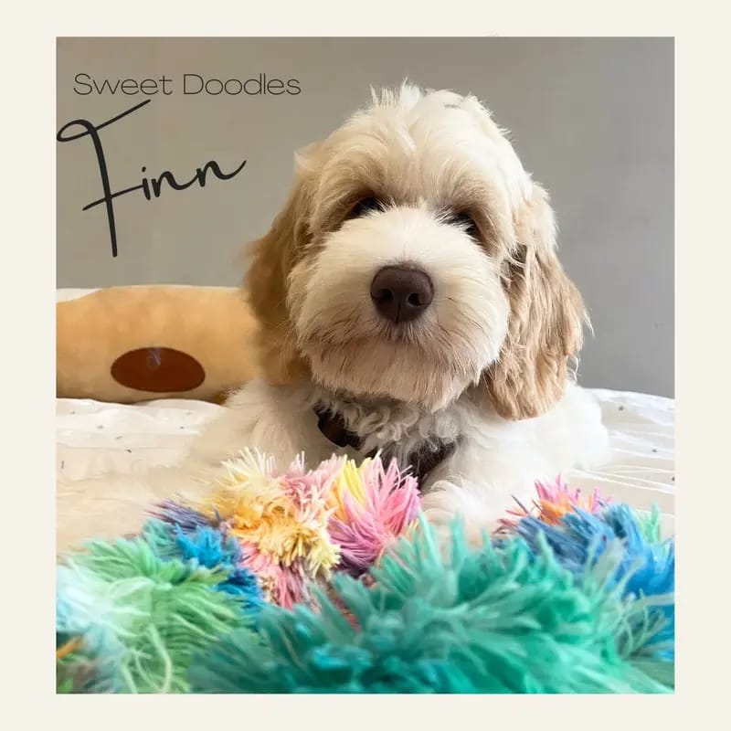 Sweet Doodles Finn gallery image 3
