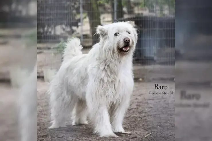 Baro gallery image 2