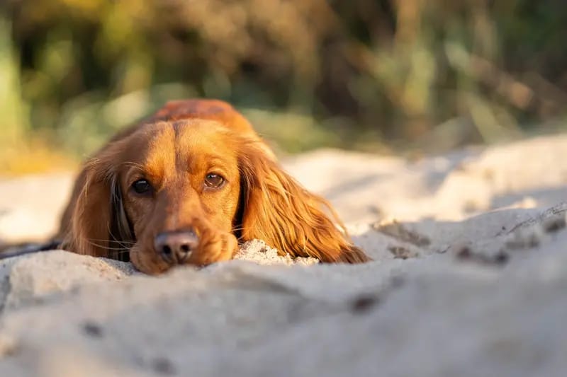 Cockapoo Hundezucht gallery image 3