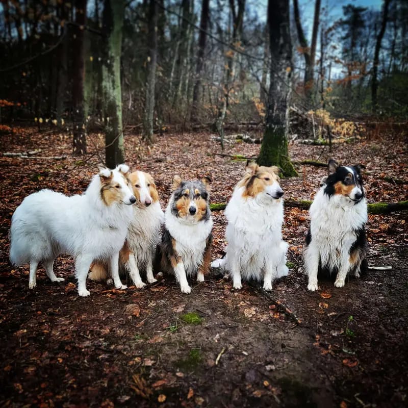 Amerikanische Collies vom Fraulauterbach gallery image 2