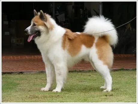 Thai Bangkaew hund – hunderace