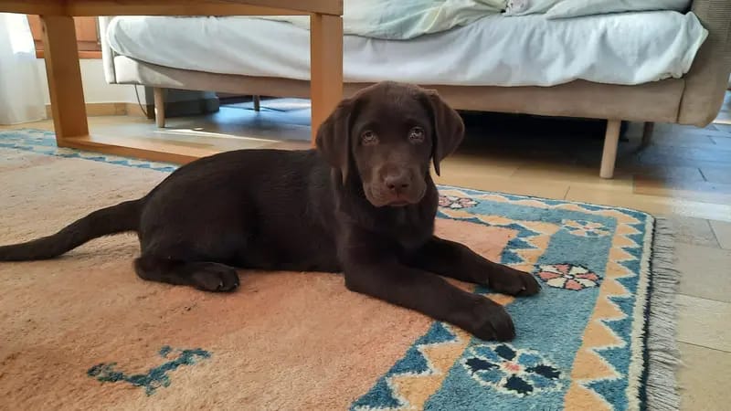 Labrador vom Bärengraben gallery image 4