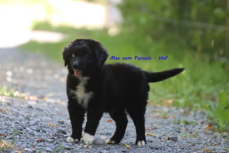 Max – щенок Australian Shepherd – Фото 3
