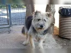 Benny gallery image 4
