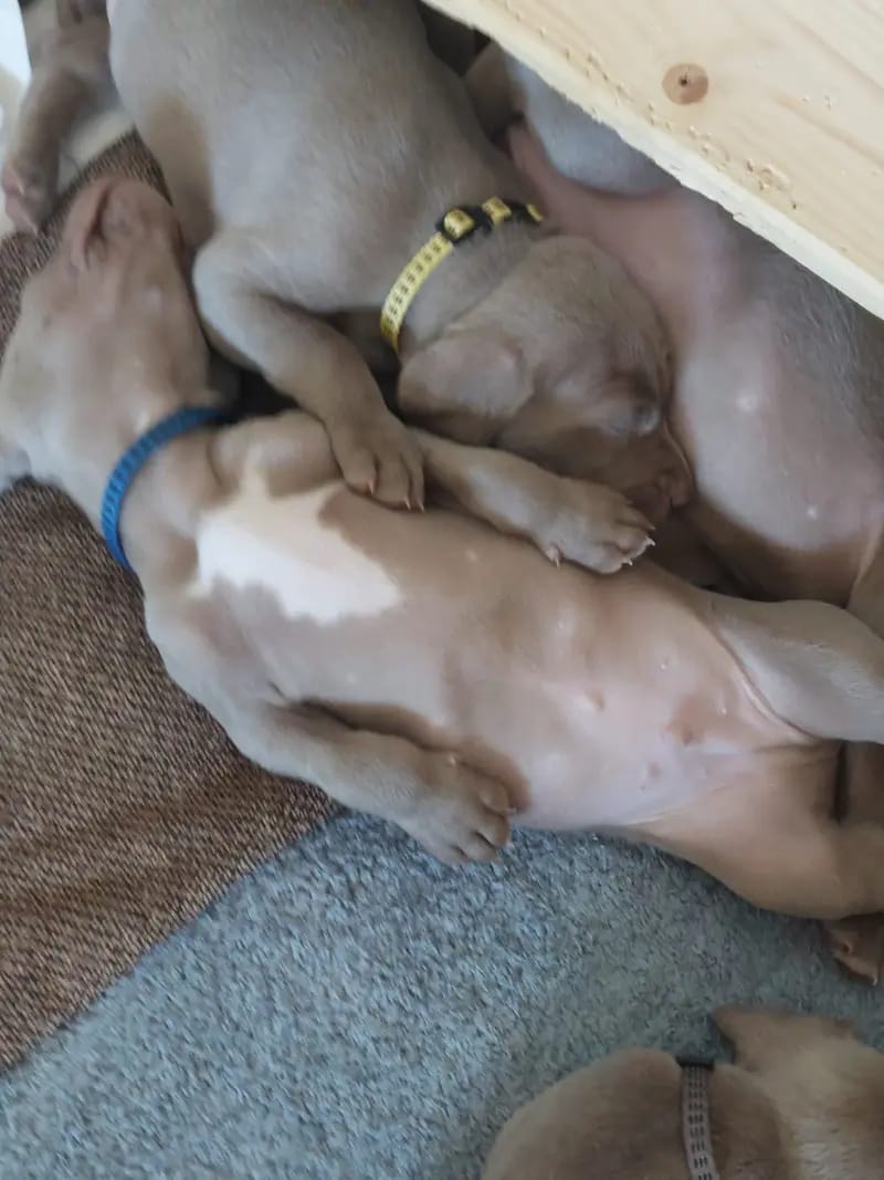 Weimaraner aus der Holzgasse gallery image 2