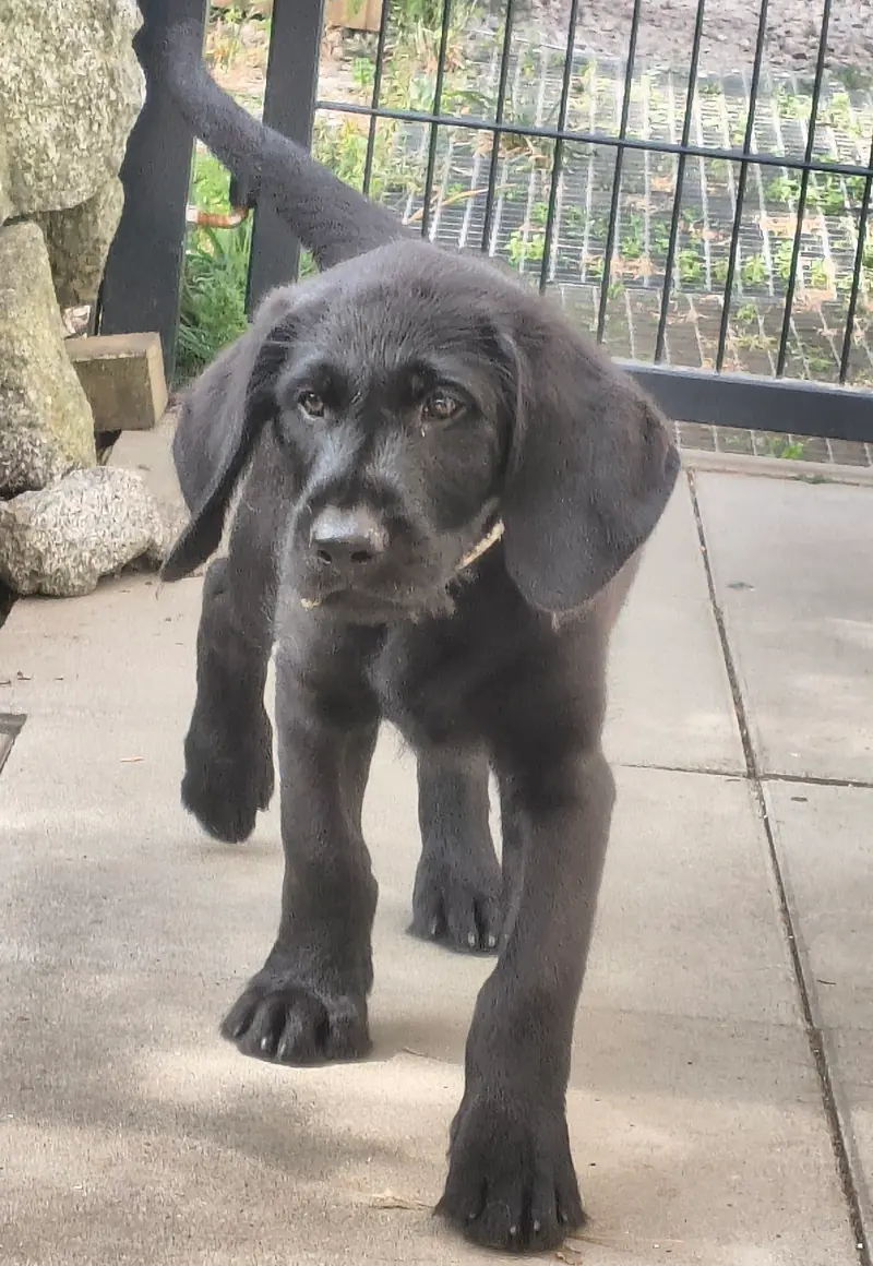 Yeman – Labrador Retriever Puppy – Photo 2