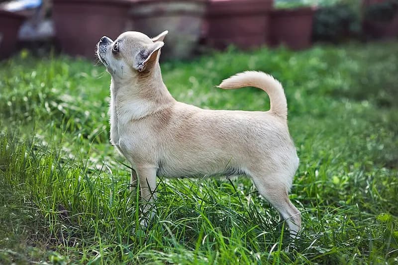 Chihuahua – hunderace