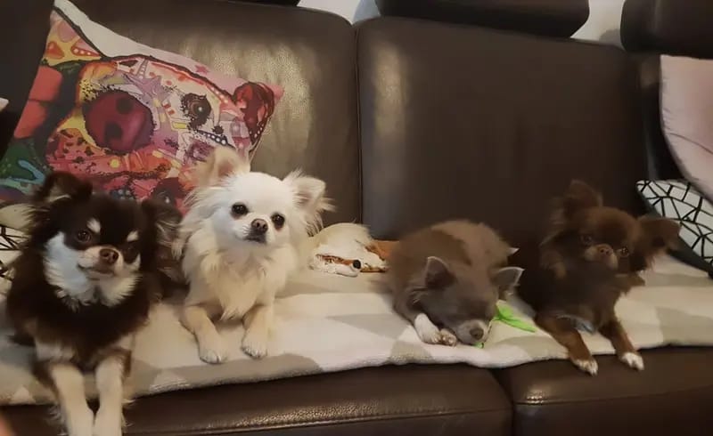 Chihuahuas von den Hellbergen gallery image 4