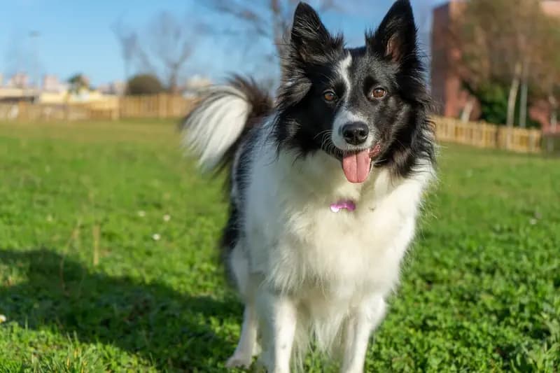Border Collie – hunderace