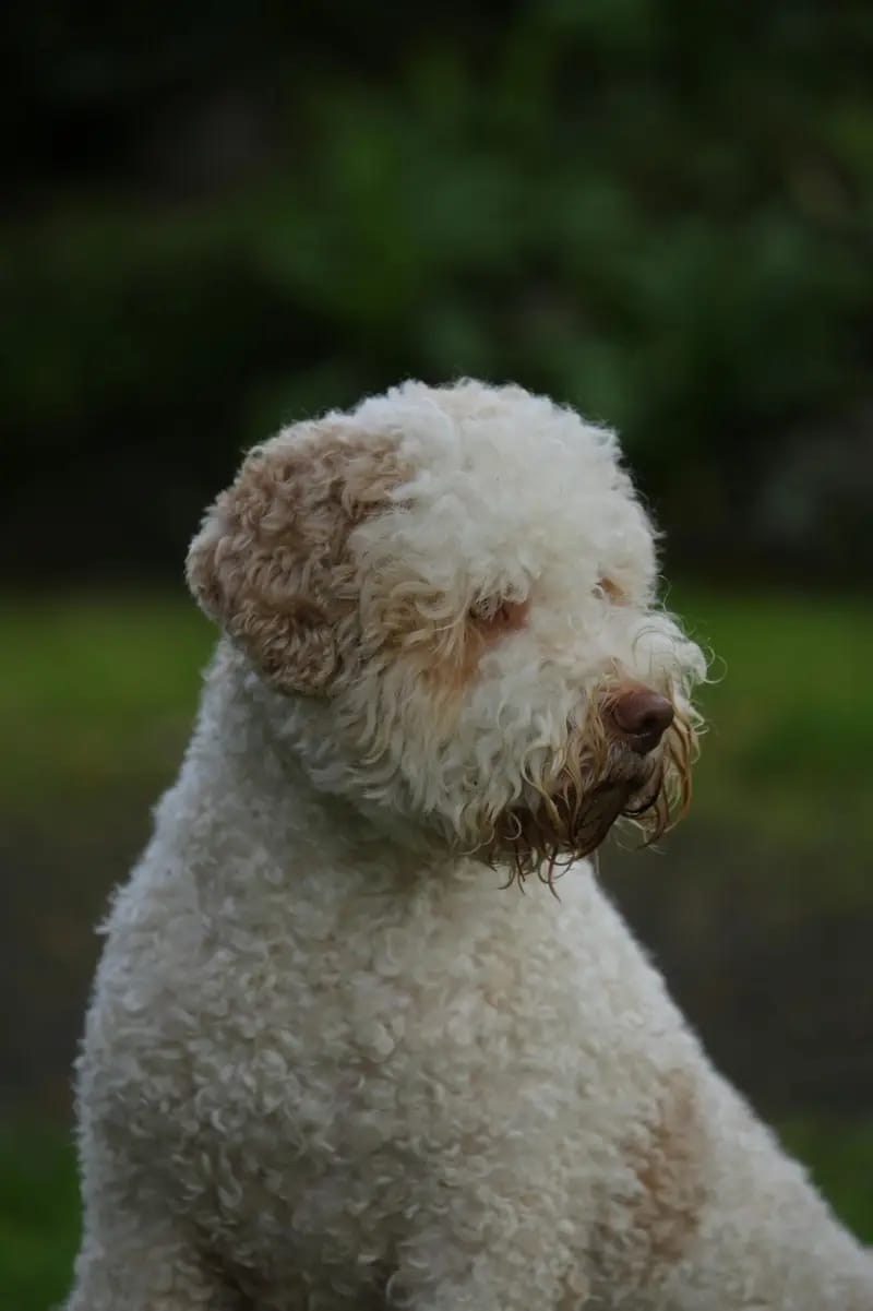 Curly Coats Brad Pitt gallery image 3