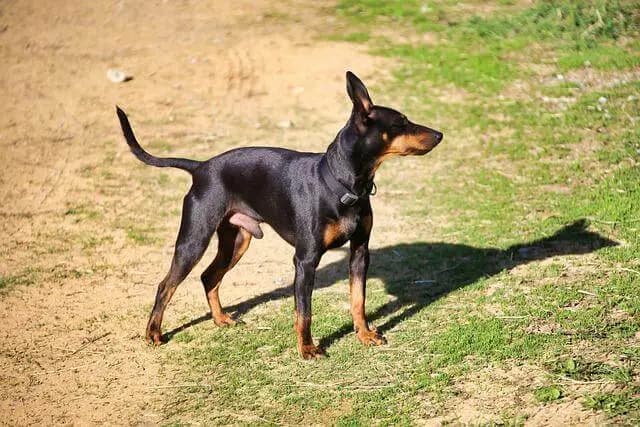 Manchester Terrier – Hunderasse