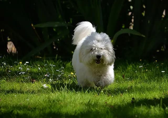Coton de Tulear – Hunderasse