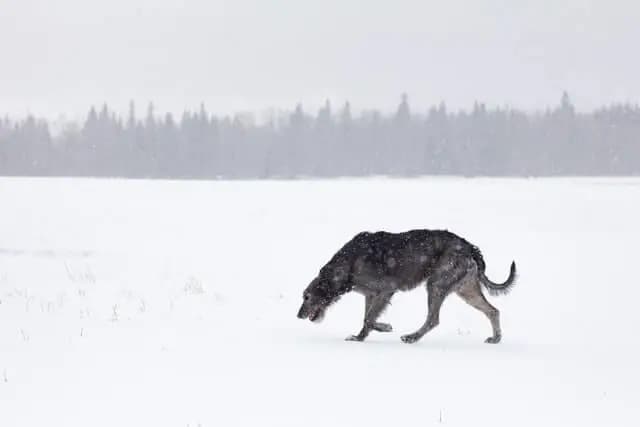 Irish Wolfhound – Hunderasse